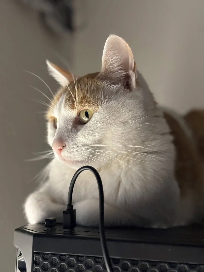Taila, a white and ginger cat, lying on a computer case and looking to the side